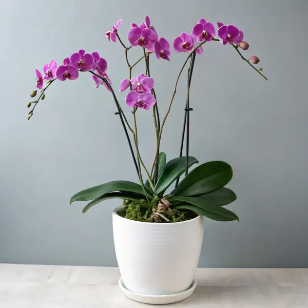 Luxury Orchid Display