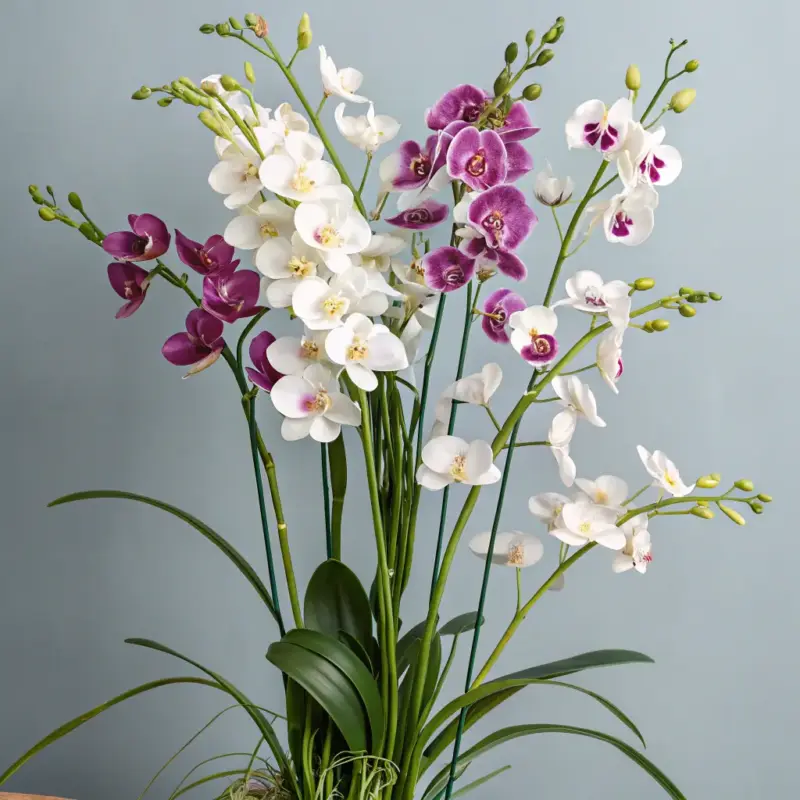 Luxury Orchid Display