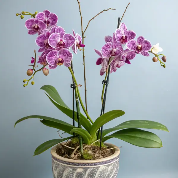 Luxury Orchid Display